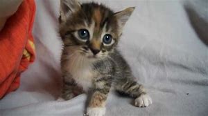Kitten
